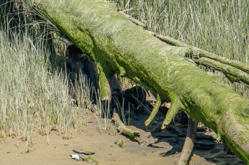 North American River Otter observed by quackmaximus