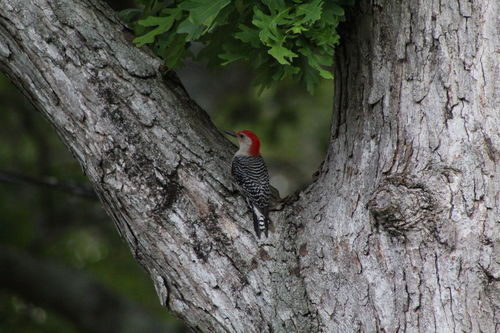 Red-bellied Woodpecker observed by maroonring