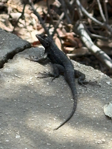 Western Fence Lizard observed by jngo35