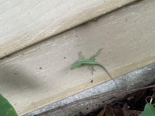 Green Anole observed by encorels