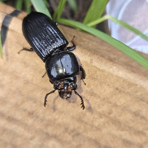 Horned Passalus Beetle