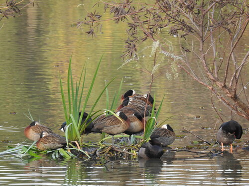 iNaturalist image