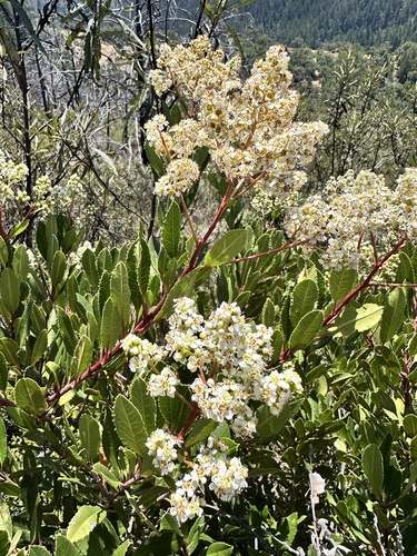 Toyon