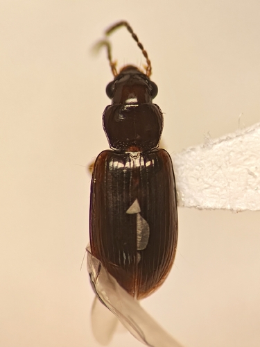 Bradycellus californicus