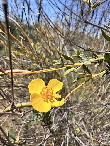 Bush Poppy