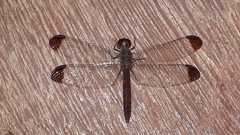 Erythrodiplax atroterminata
