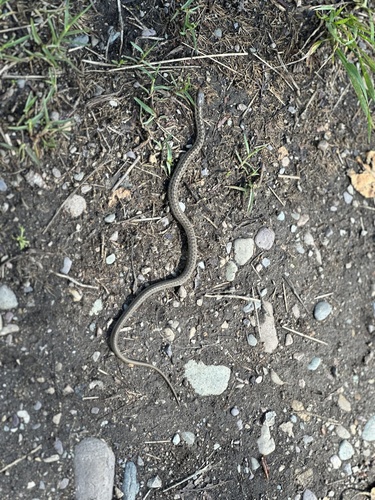 Western Terrestrial Garter Snake observed by euderma