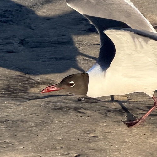 Laughing Gull observed by conhawn