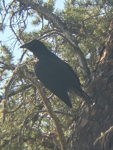Common Raven observed by msexplores