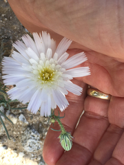 Calycoseris wrightii