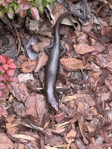 Broad-headed Skink observed by bettinab87
