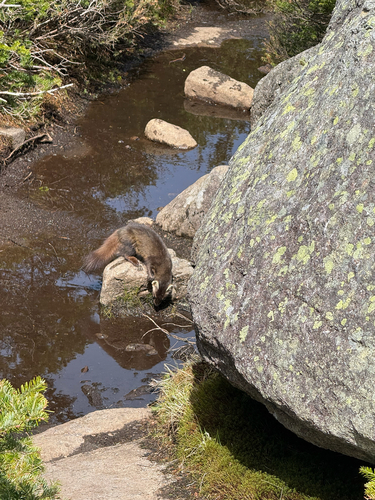 American Marten