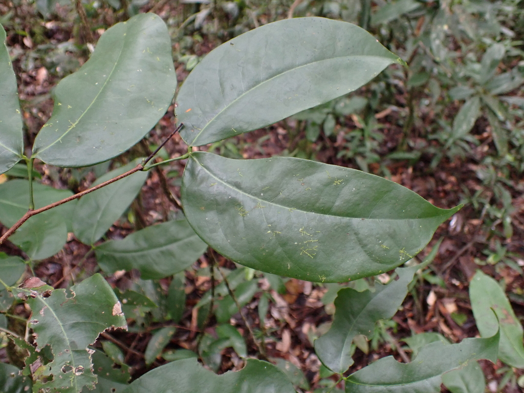 Peltogyne venosa
