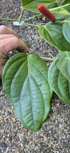 Piper mestonii