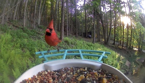 Northern Cardinal