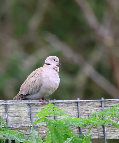 Eurasian Collared-Dove observed by eric_austin