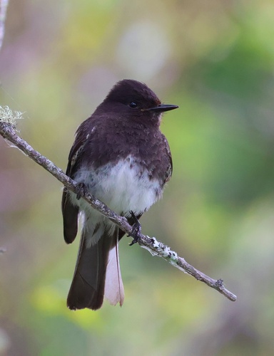 Black Phoebe