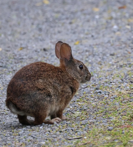 Brush Rabbit observed by eric_austin