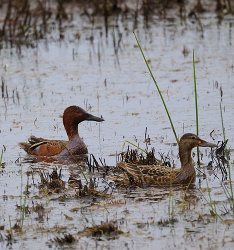Cinnamon Teal