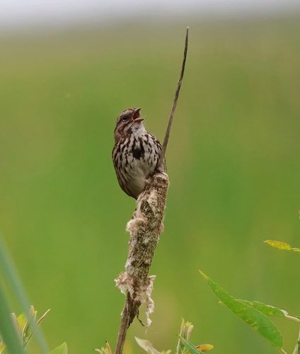 Song Sparrow