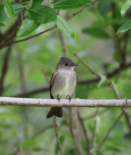 Western Wood-Pewee