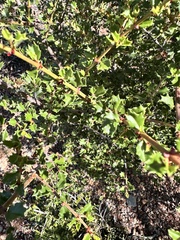 Ceanothus jepsonii, photograph author not stated, no rights reserved