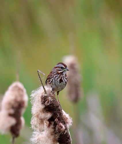 Song Sparrow observed by eric_austin