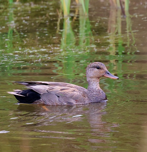 Gadwall