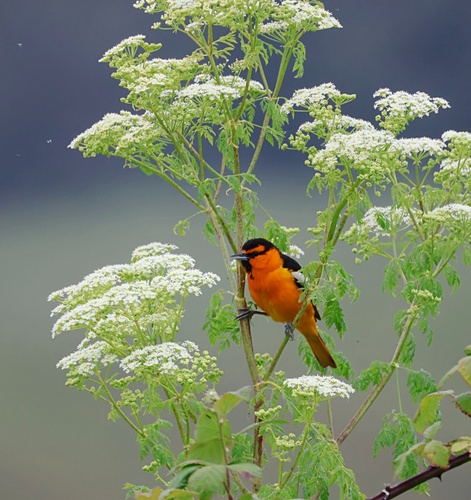 Bullock's Oriole