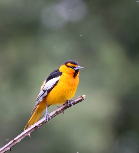 Bullock's Oriole