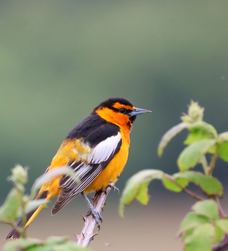 Bullock's Oriole