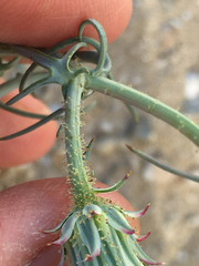 Calycoseris wrightii