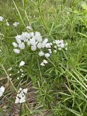 Allium neapolitanum