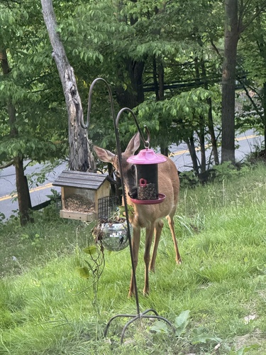 White-tailed Deer