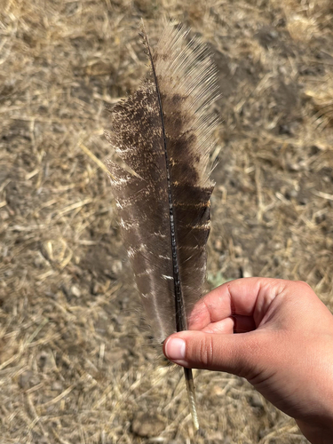 iNaturalist observation photo of Wild Turkey