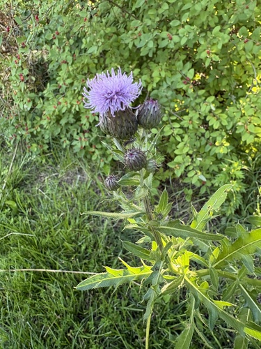 creeping thistle