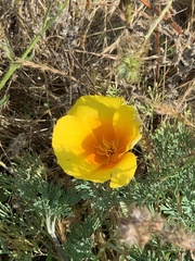 Eschscholzia californica maritima