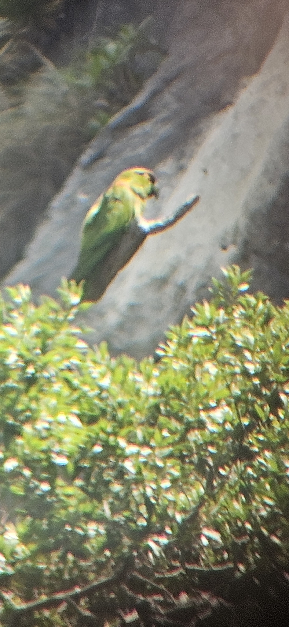 Maroon-fronted Parrot (Rhynchopsitta terrisi), photo 1