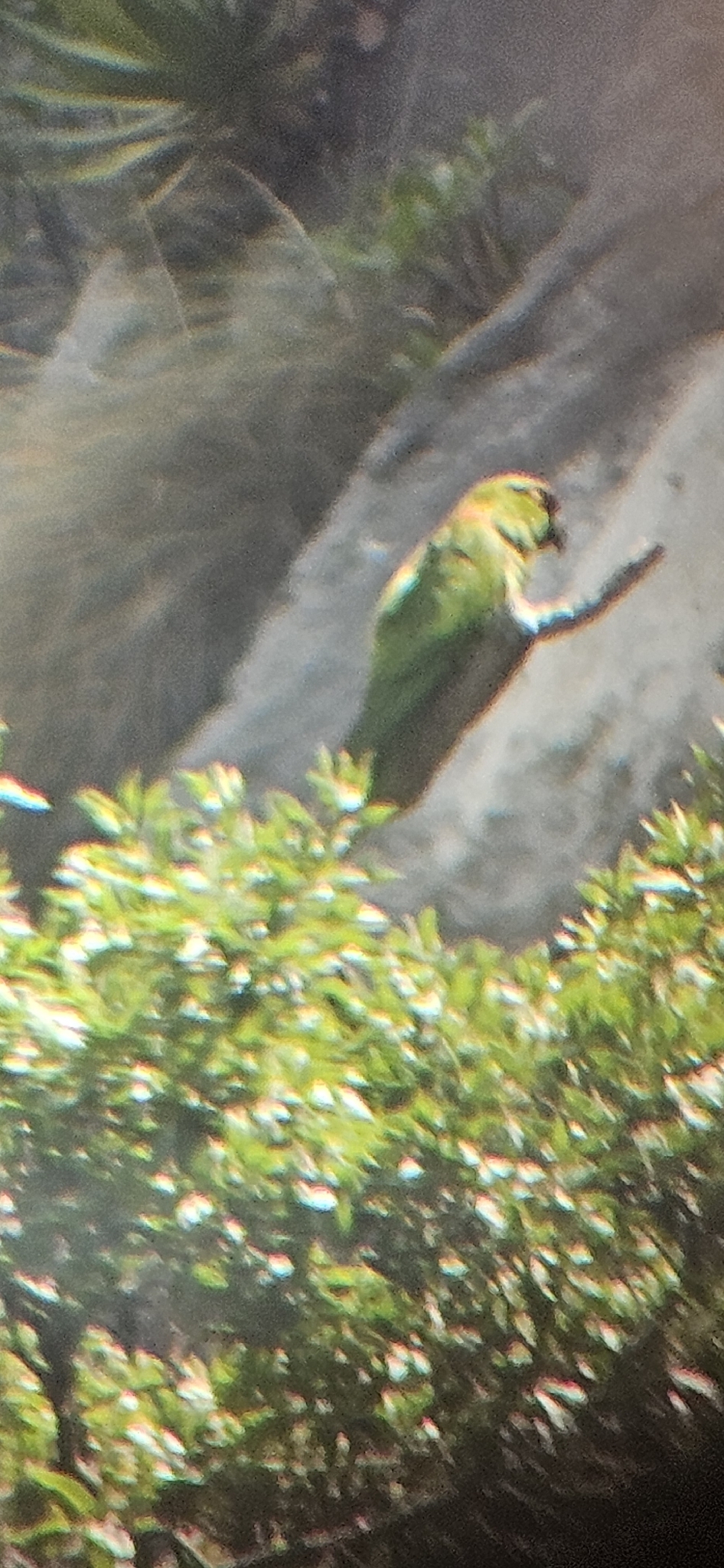 Maroon-fronted Parrot (Rhynchopsitta terrisi), photo 2