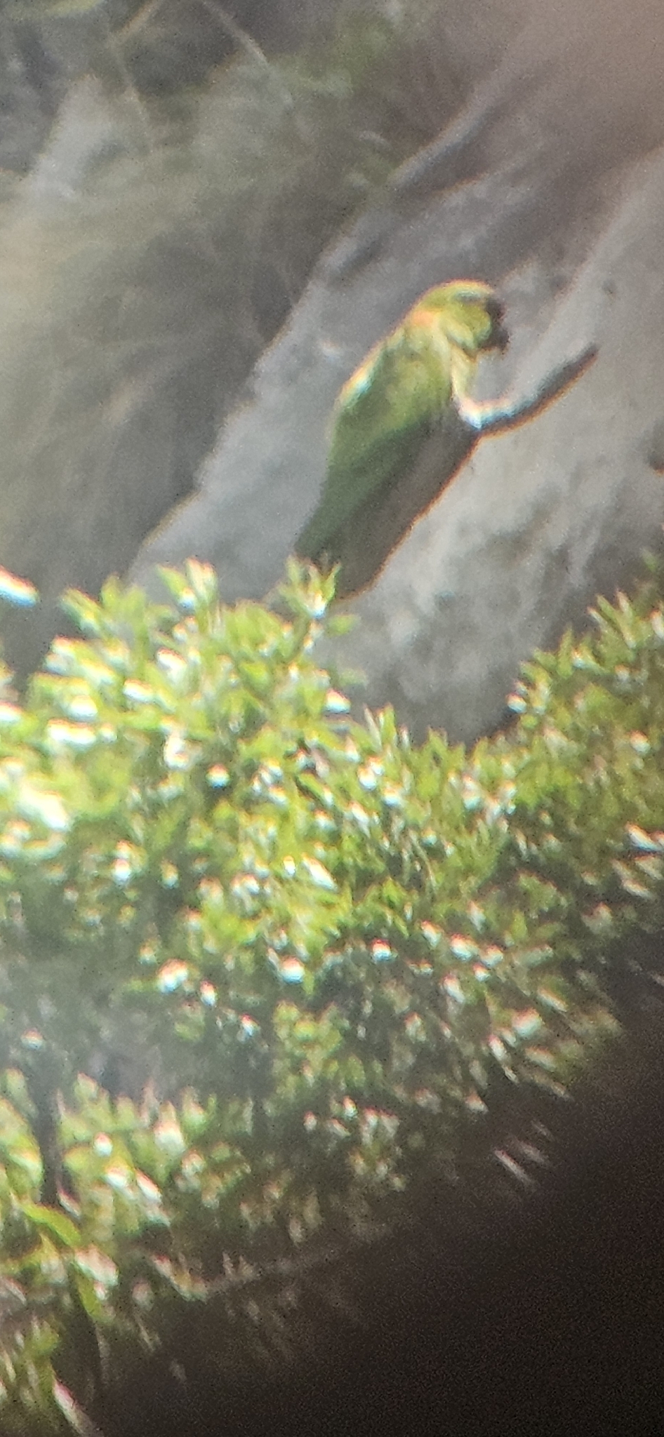 Maroon-fronted Parrot (Rhynchopsitta terrisi), photo 7