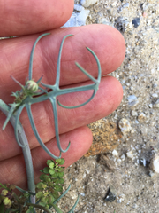 Calycoseris wrightii