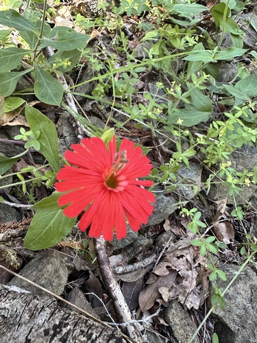 cardinal catchfly