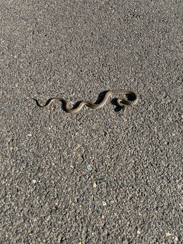 Western Terrestrial Garter Snake observed by darnell_jordan