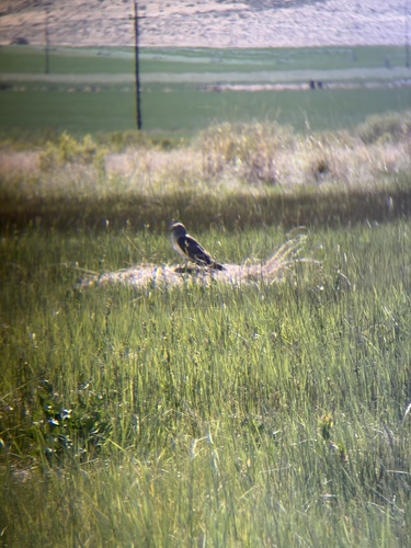 Northern Harrier observed by drubow