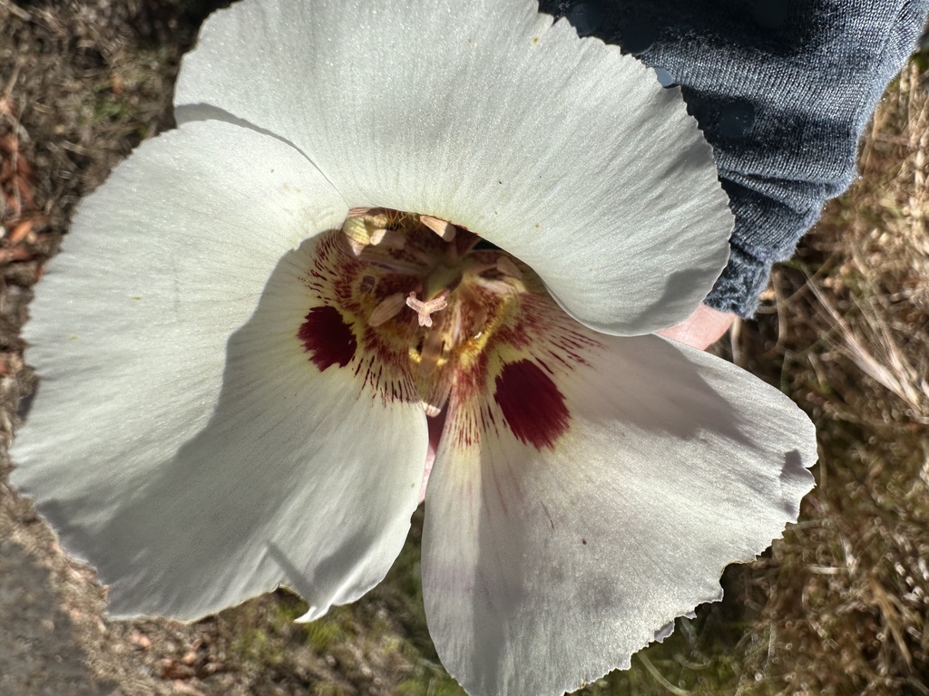 Calochortus vestae; photograph author not stated, no rights reserved