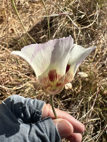 Calochortus vestae, photograph 4