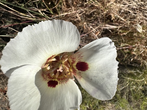 Calochortus vestae, photograph 5