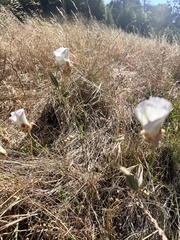 Calochortus vestae, photograph author not stated, no rights reserved