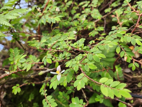 Begonia foliosa observed 2026-06-01
