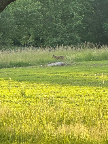 Coyote observed by soundwatch
